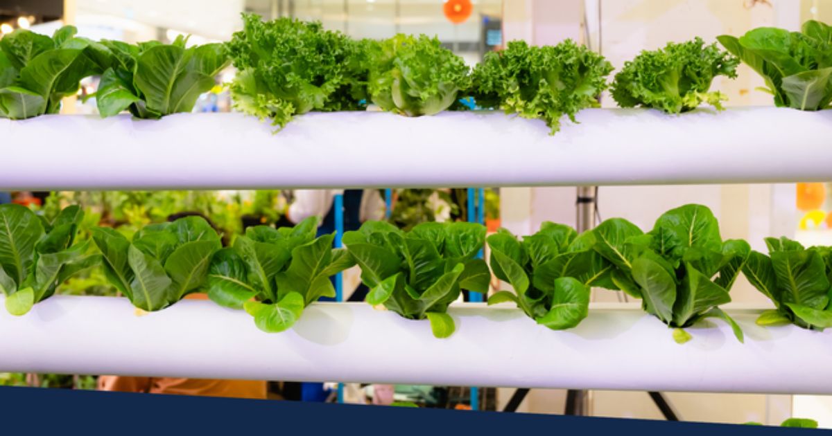 Growing hydroponic vegetables at home